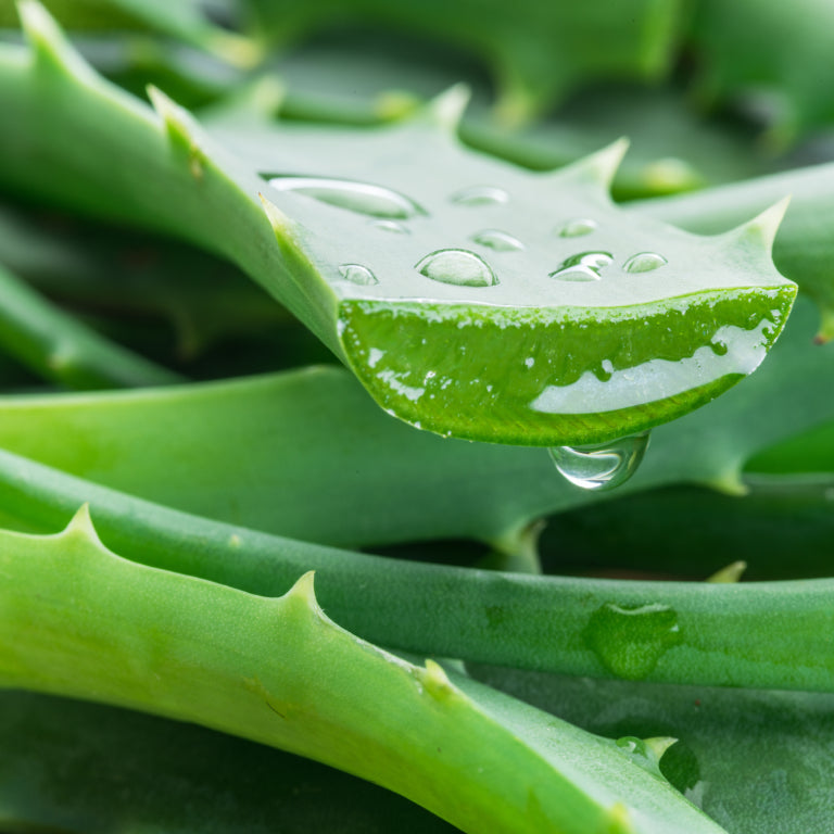 ZinatBeauty Shea Butter AloeVera Soap 2