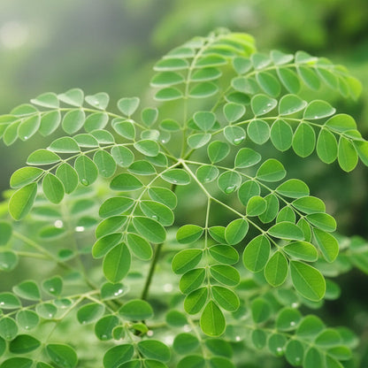 Close-up of green leaves moringa with a blurred green background